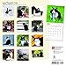 Tuxedo Cats 2018 12 x 12 Inch Monthly Square Wall Calendar, Animals Cats Feline