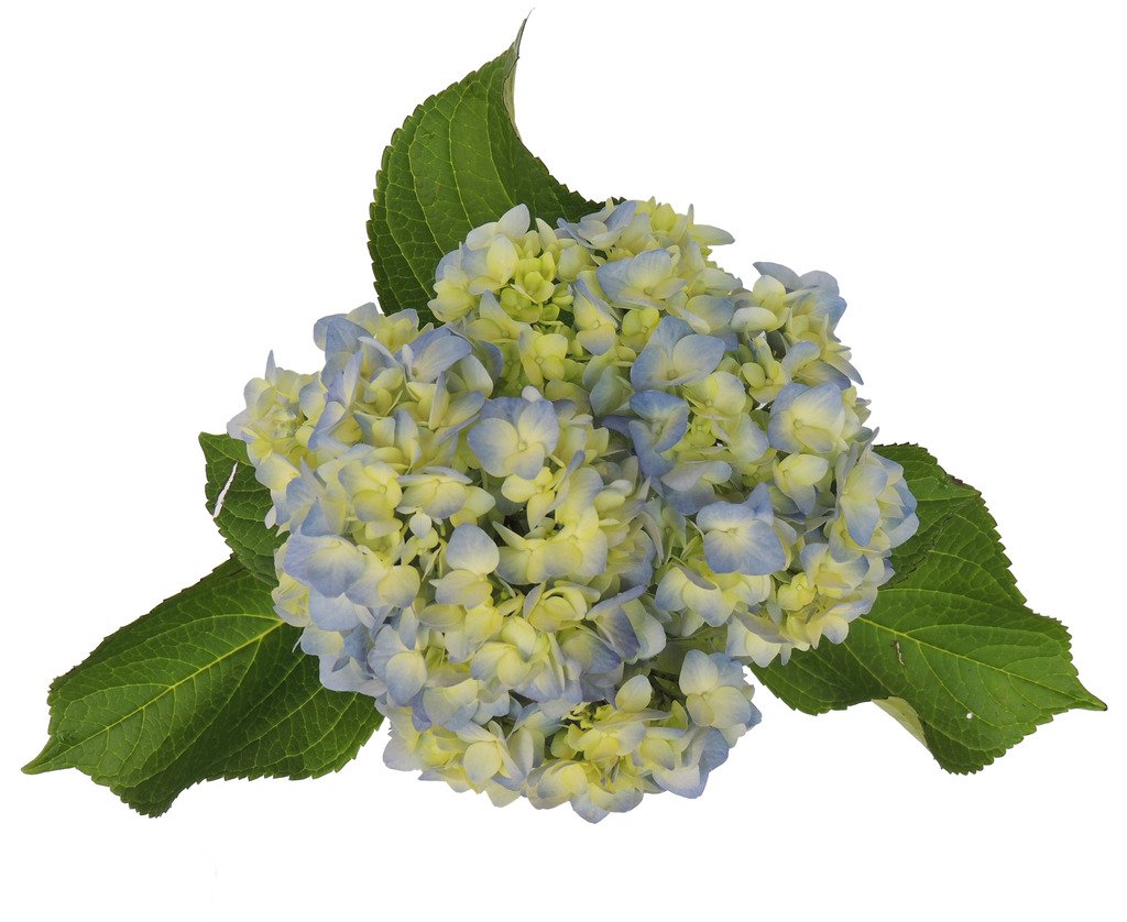 Fresh Cut Blue Hydrangea 30 Stems, 23"25" long For