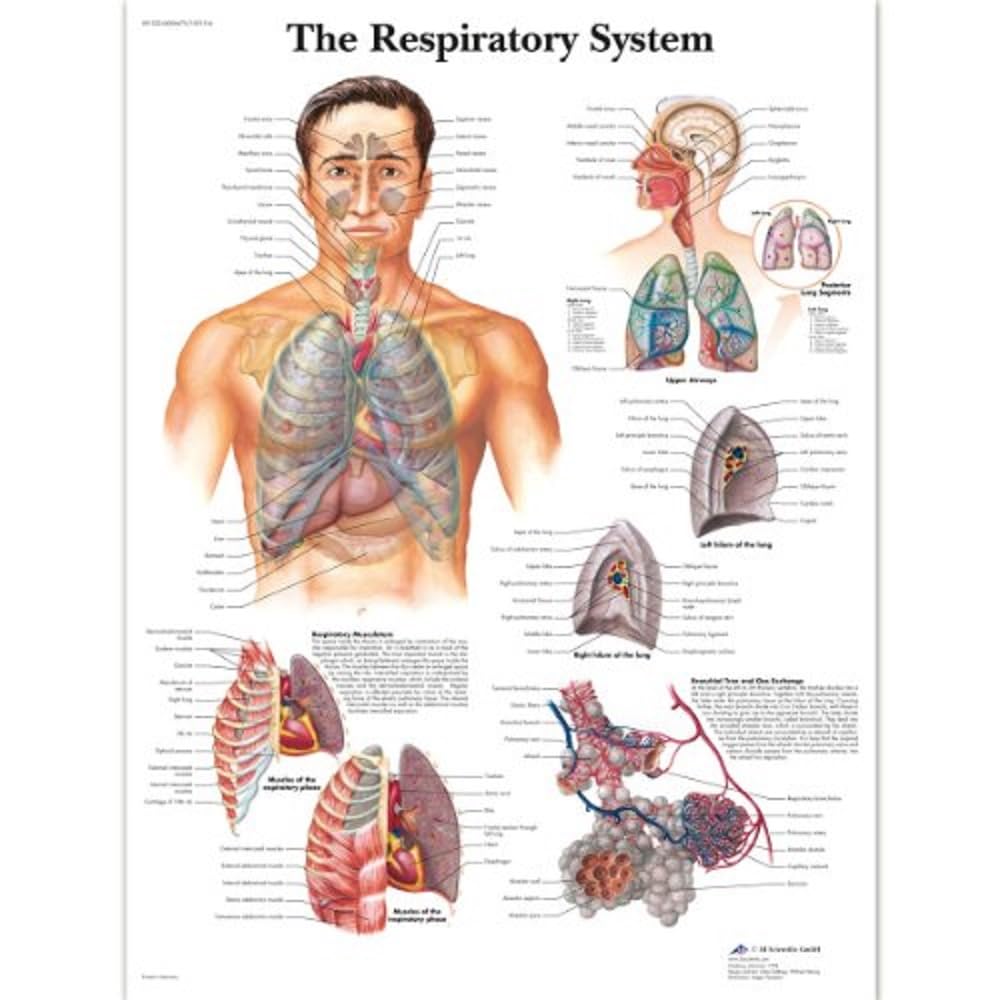 3B Scientific VR1322L Human Anatomy - The Respiratory System Chart, Laminated Version