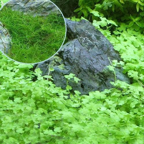 水草 オーストラリアン ノチドメ セット 北海道航空便要保温 大放出セール ヘアーグラス