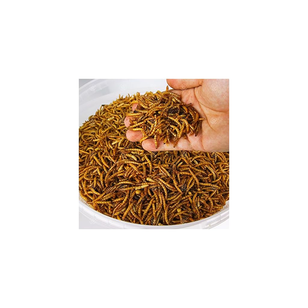 5KG WILD BIRD DRIED MEALWORMS Petz Bitz Pets Shop