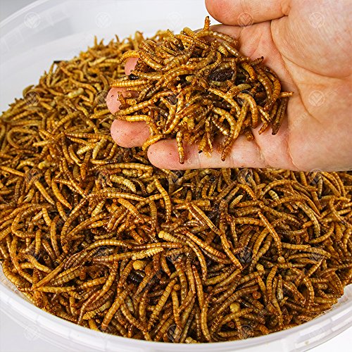 5KG WILD BIRD DRIED MEALWORMS Petz Bitz Pets Shop