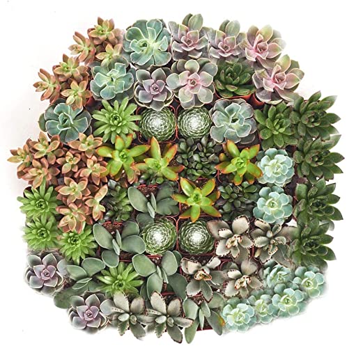 Shop Succulents | Wedding Collection | Assorted Bulk Succulent Plants Live | Ti…