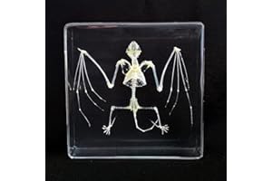 FlyingBean Real Bat Skeleton Specimens in Resin Paperweight Crafts, Animal Taxidermy Collection for Science Education & Desk Ornament (Bat Skeleton), 75 x 75 x 24mm (3 x 3 x 1 inch), FBBF-02