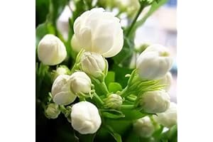 VISTATU 100+ Climbing Jasmine Flower Seeds Fragrant Plant for Planting Garden Home Four Seasons Evergreen Silver Jasmine Garden Balcony Climbing Flower Non-GMO
