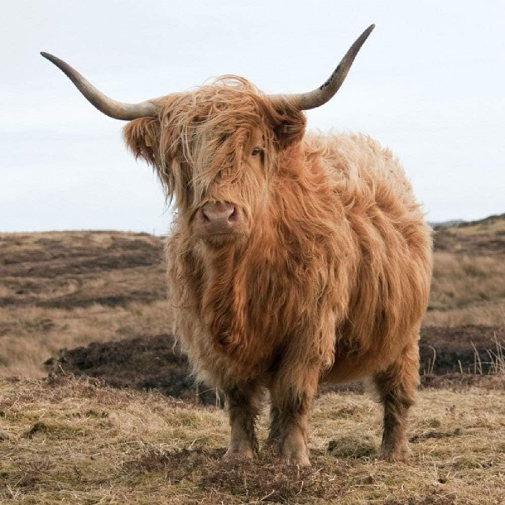 CSP Highland Cow greeting card with sound inside,Multi colour,15cm x 15cm x 0.2cm, Multicolor