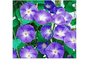 MARDE ROSS & COMPANY 250 Purple Morning Blooming Vine Seeds