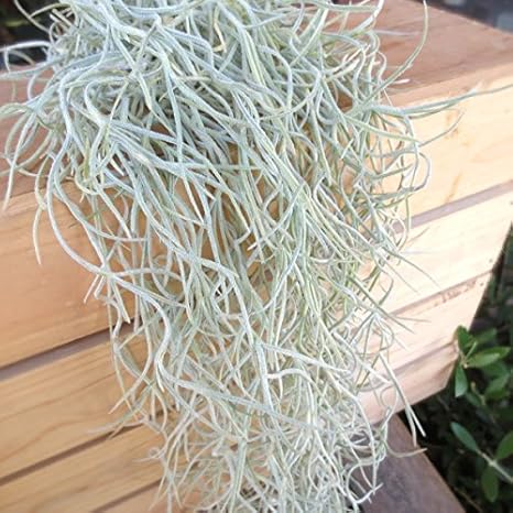 Amazon エアープランツ チランジア ウスネオイデス 観葉植物 オンライン通販