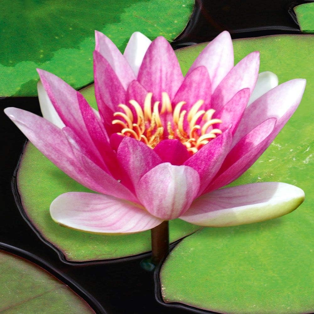 Waterworld Nymphaea Pygmaea Rubra Red Dwarf Water Lily Amazon.co.uk