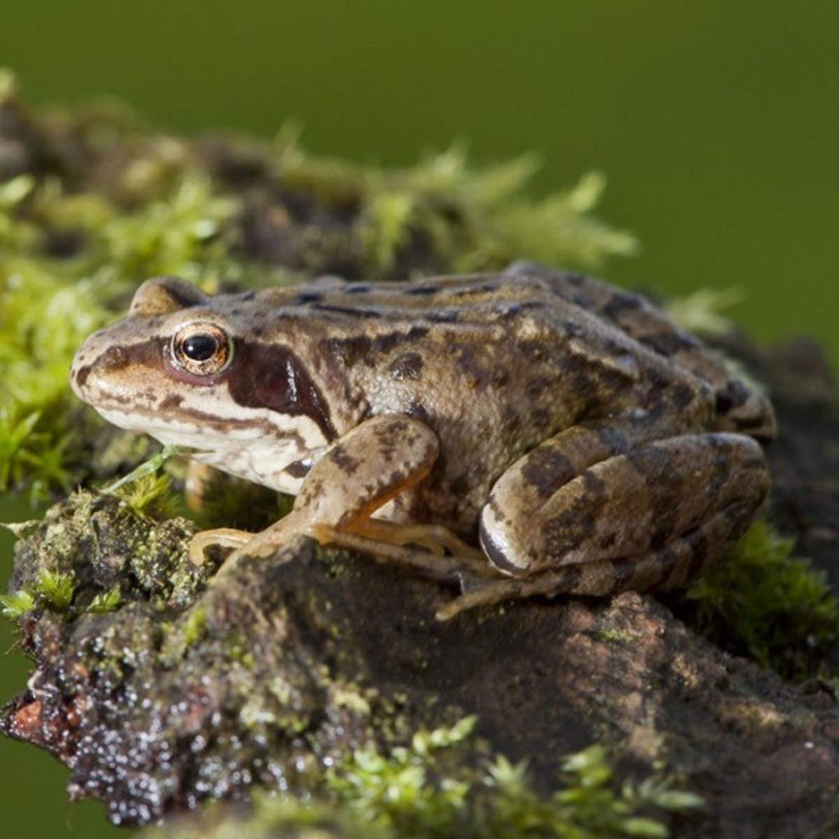 Frog Greeting Card with sound