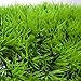 Ray-JrMALL Artificial Water Aquatic Green Grass Plant Lawn Aquarium Fish Tank Landscape
