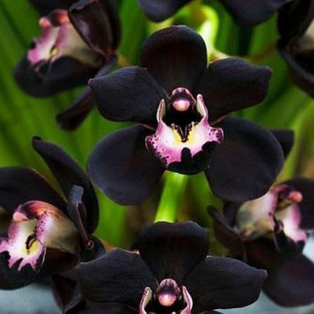 Tangbasi 100Pcs Rare Black Cymbidium Faberi Orchid Seeds Bonsai Garden Planting Flower Seeds