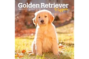 Golden Retriever Puppies | 2026 7 x 14 Inch (Hanging) Monthly Mini Wall Calendar | BrownTrout | Animals Dog Breeds Puppy