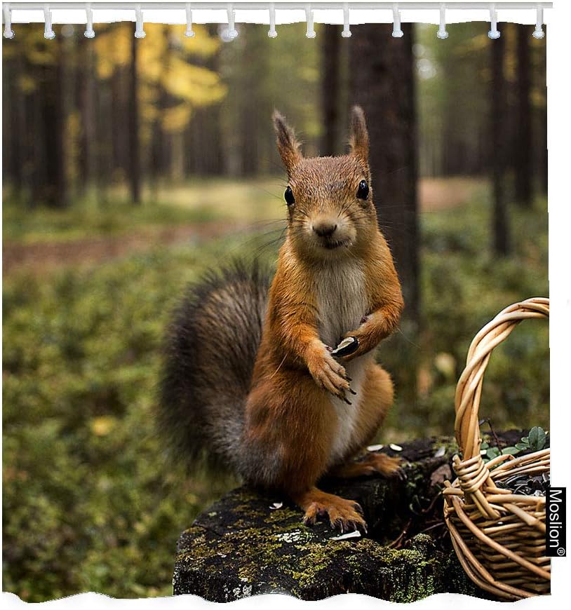 Amazon Com Moslion Squirrel Shower Curtain Set Cute Animal