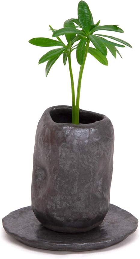 Amazon 日本古来の植物 槇 マキ の木 花言葉 慈愛 色褪せぬ恋 と 陶房 うさぎ庵 プロデュース 盆景鉢 皿付き 土なし 清潔 水やり簡単 セラハイト 観葉植物 オンライン通販
