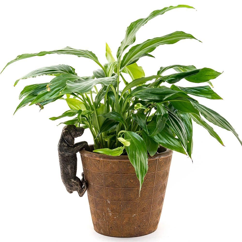 Pot Buddies Handmade Dachshund Figure Plant Pot Hanger - Decorative Hanging Garden Ornament - Flower Planter Figurine