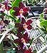 Trichoglottis brachiata x self- Collectors item! Blooming size! Unique! Nice- Orchid Plant