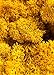 SuperMoss 7 59834 23153 0 Reindeer Moss Preserved, 200 Cubic inch (in3) Bag (Appx. 8oz), Mango