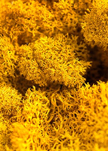 3 SuperMoss+25125+Reindeer+Moss+Preserved