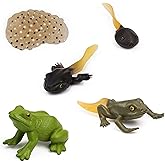 MEMOVAN Frog Animal Life Cycle Figures 5pcs Realistic Frog Growth Stages Model Egg Tadpole to Frogs Montessori Lifecyle Toy F