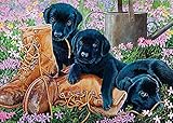 Black Lab Puppies, A 35-Piece Tray Puzzle