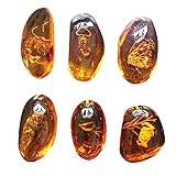 VORCOOL 5pcs Amber Fossil with Insects Samples