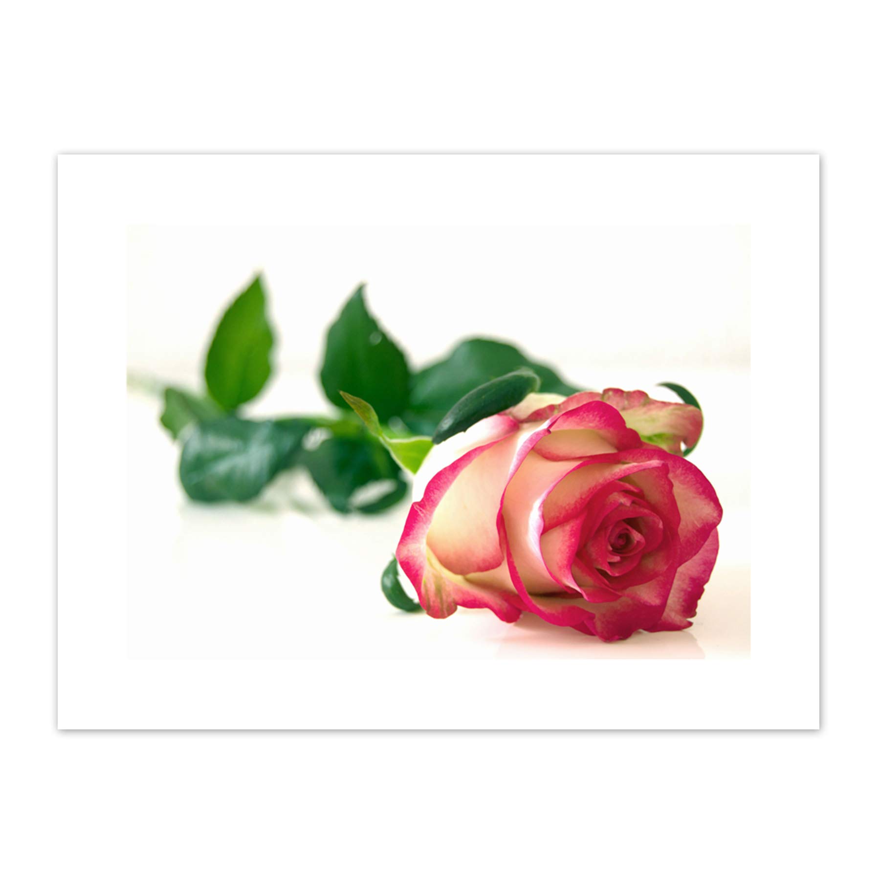 Single Pink Rose Romantic Flower Canvas Wall Art Print
