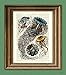 The Beautiful Jellyfish of the Ocean illustration upcycled dictionary page book art print