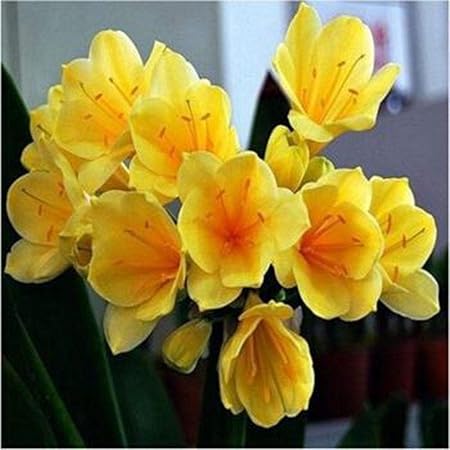 Tomasa Samenhaus-100pcs Clivia Samen, Raritäten Zierpflanzen garten Blumenzwiebeln saatgut Zierblumen für Barkon, Garten