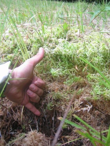 Amazon 生水苔1 5リットル入り 用土
