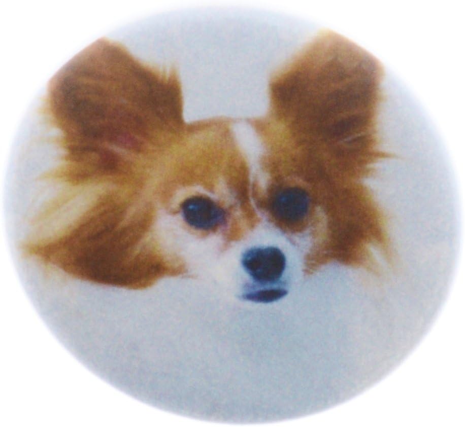 cute papillon puppies