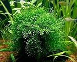 Java Moss Portion in 4 Oz Cup - Easy Live Fresh Water Aquarium Plants