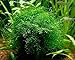 Java Moss Portion in 4 Oz Cup - Easy Live Fresh Water Aquarium Plants primary