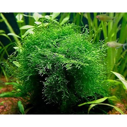 Small Aquarium Plants