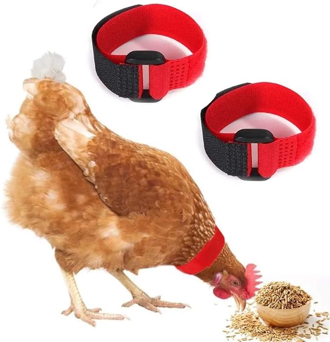 How To Put A Collar On A Chicken at Grover Arguello blog