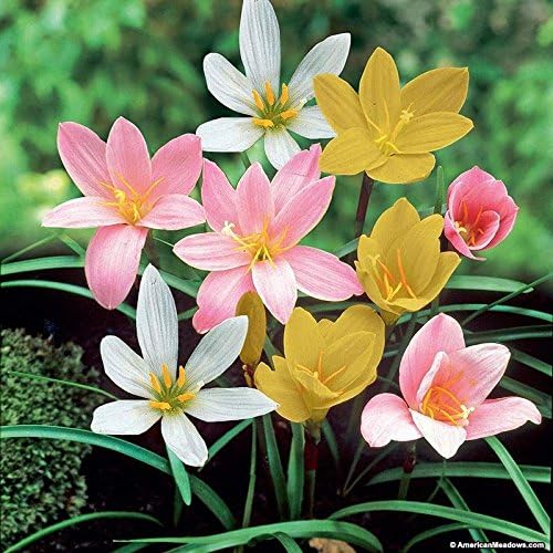 ABN Retail Rain Lily Bulbs, Zephyranthus (Multicolour)- Pack of 5