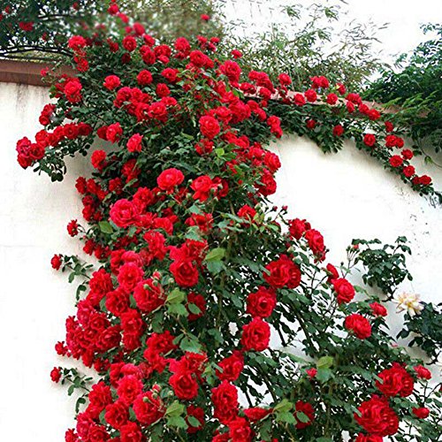 Tulas 100 Pcs/Set Climbing Rose Seeds Perennial Fragrant Home Garden Plant Multiflora Flower Seed