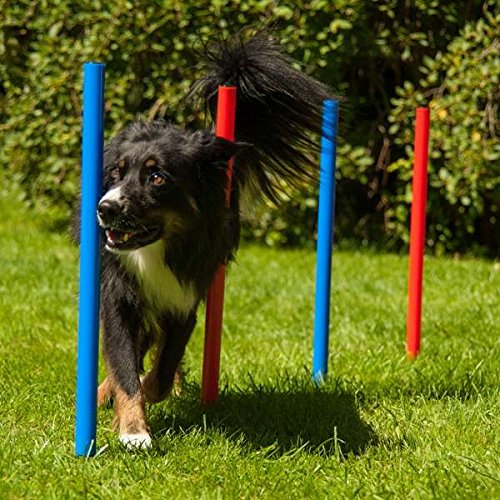 Dog Agility Set K2 KatzeHundTier Shop