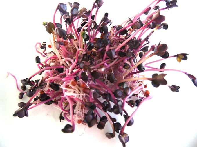 100 g BIO Keimsprossen Radies Sango Samen für die Sprossenanzucht Sprossen Microgreen Mikrogrün