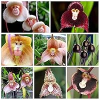 super1798 Monkey Face Orchid Flower Seeds Bonsai Home Gardening Plant Seeds - 10 Pcs