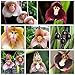 super1798 Monkey Face Orchid Flower Seeds Bonsai Home Gardening Plant Seeds - 10 Pcs