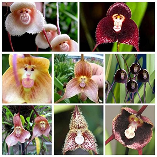 super1798 Monkey Face Orchid Flower Seeds Bonsai Home Gardening Plant Seeds - 10 Pcs
