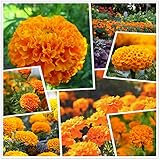 Marigold Seeds Yellow and Orange Vanilla Flower