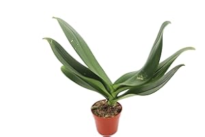 Surprise Color Orchid Plant Phalaenopsis - 4'' from California Tropicals