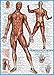 EuroGraphics Muscular System Puzzle (1000-Piece) (6000-2015)