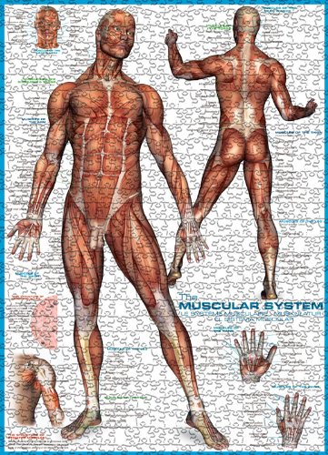EuroGraphics Muscular System Puzzle (1000-Piece)