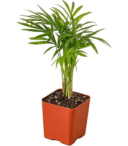 buy monstera deliciosa broward MONSTERA DELICIOSA 6in