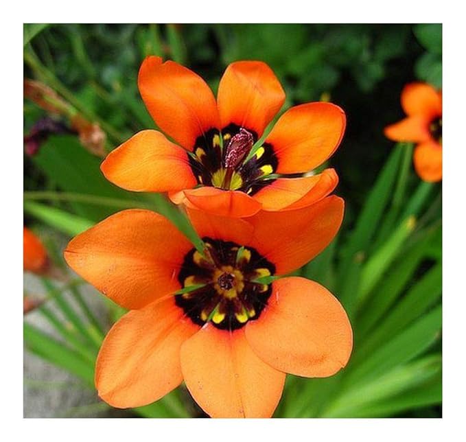 Sparaxis elegans - Harlekin Blumen - 10 Samen: Amazon.de: Garten