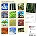 The Majesty of Trees 2018 Calendar