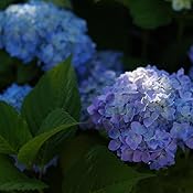 カスタマー画像